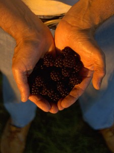 Fresh Raspberries
