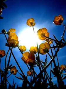 howardstreetgraveyardbuttercups